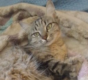 Ajudem a gatinha Maria e sua patinha