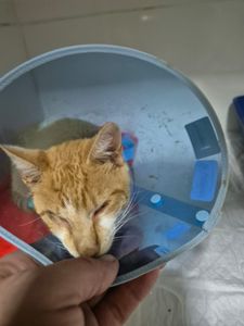 Ajudar o gato Timóteo