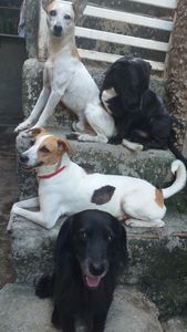 Nós Ajudes nessa campanha 