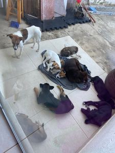 São 16 peludos que cuido sozinha, as vezes falta comida para eles 