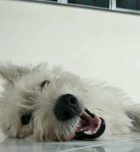 AJUDA PARA SALVAR MEU AMICÃO