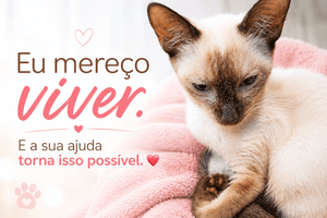 Branquinha merece viver e sua ajuda pode salvar sua vida