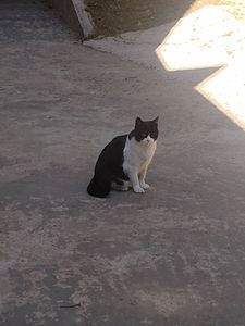 Cuidando dos bichinhos 