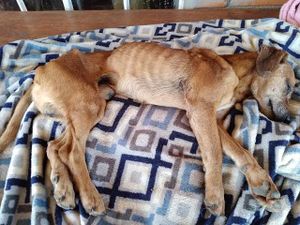 Animais resgatados e melhores amigos do homem 