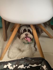 AJUDE O THEO A FAZER A CIRURGIA