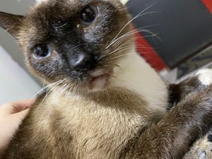 Francisco está com Pneumonia