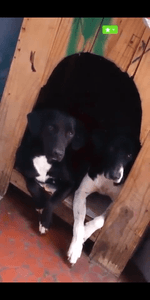 AJUDE OS IRMÃOZINHOS