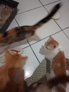 Castração seis gatos 