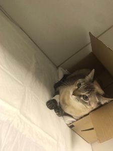 Ajude A Gatinha Nina 