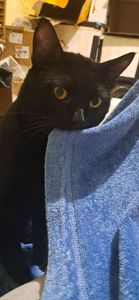 Brazilian hotel worker caring for 24 cats is going through a rough month. Any help means the world right now. ❤️🐾