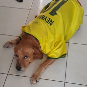 Ajude Beyoncé - Caramelo Dog precisa de você!