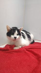 Vaquinha para exames do Arnold