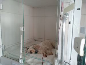 Amora precisa da sua ajuda 