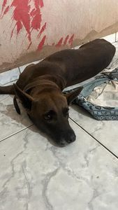 Ajude na Cirurgia da Polly