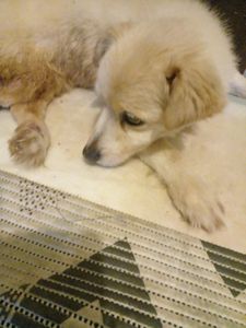 Vamos ajudar o Snoopy a voltar a andar❤️🐕