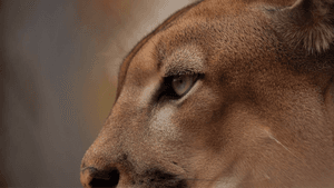 As onças da Caatinga precisam de sua ajuda!