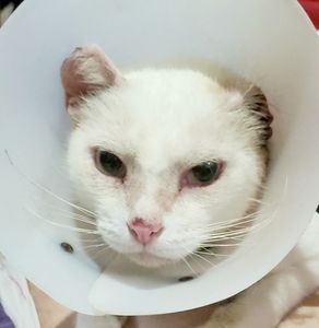 Ajude Branquinho a vencer o câncer