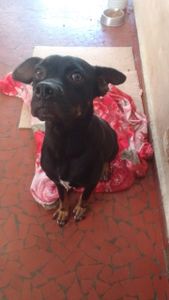 Ajuda do bem Pretinha 🐾