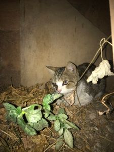 Gato em situação de abandono
