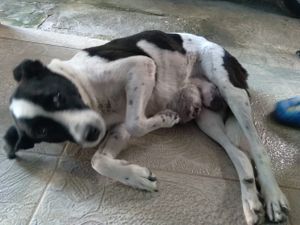 AJUDA PARA A LESSIE MASTECTOMIA CANINA/URGENTE