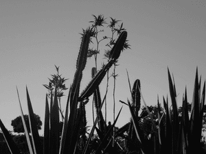 Ajude um filho de lavradores a estudar Medicina