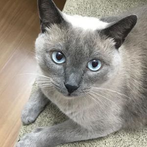 Vaquinha para o Valentino 