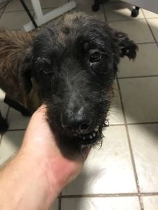 Ajude o Spark/Fedido