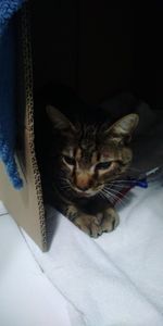 Vaquinha para a cirurgia do Mimi