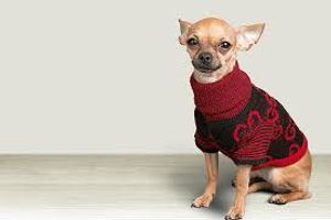 Salvamento de cachorros.