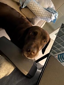 Ajudando a Cacau no Canadá