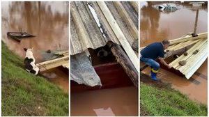 Ajuda Para o resgate dos animais! 
