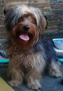 ajuda contra o cancer no cerebro