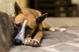 Ajude a Ajudar os Animais