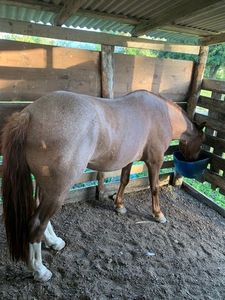 um sonho de criança "comprar um cavalo"