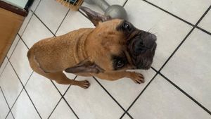 AJUDE A PAÇOCA A VENCER A LEISH!