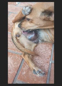 Cirurgia Retirada de Tumor  Cachorrinha Pérola