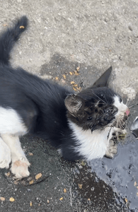 Ajude o nosso amiguinho shelby