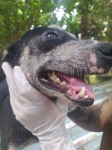 ELES PRECISAM DE NÓS / NÓS PRECISAMOS DE VOCÊ!