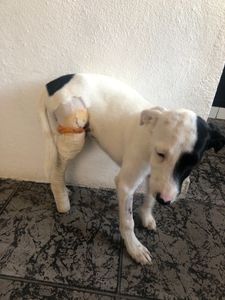 Ajude o Pirata, filhote abandonado e atropelado 