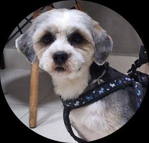 Ajude a Custear a Cirurgia do Mike