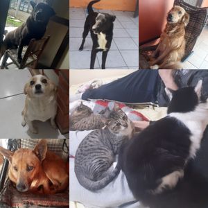 Ajuda para me mudar de estado com meus animais