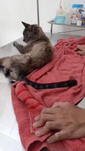 Tratamente da gatinha Silver