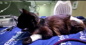 Arrecadar para internações e tratamento