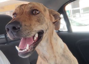 Custos veterinário do Bob