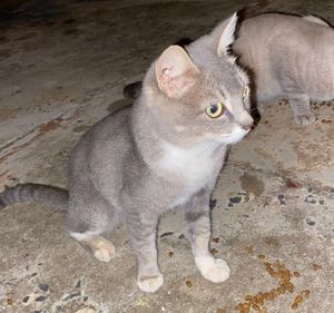 Ajude 3 gatinhas de rua a serem castradas