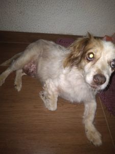 Ajude a lira a tratar um tumor