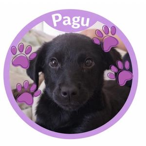 Cirurgia urgente para a Pagu Pretinha: displasia coxofemural severa 