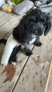 Ajuda da cirurgia do Bart