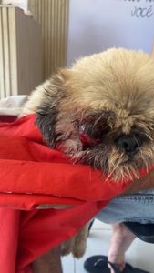 Ajuda para cirurgia do meu caozinho