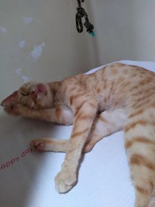 Quatro patas do amor 